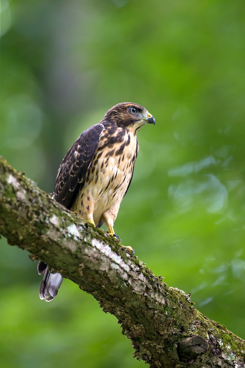 Broad-winged Hawk - Anonymous