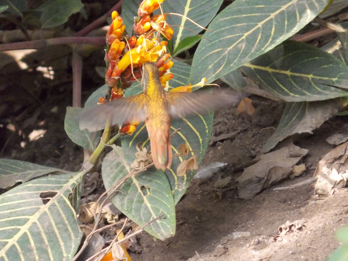 Amazilia Hummingbird - santos yongilber carrillo mena