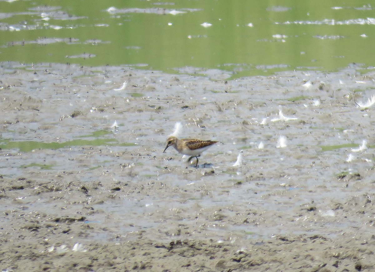 Least Sandpiper - Bennie Saylor