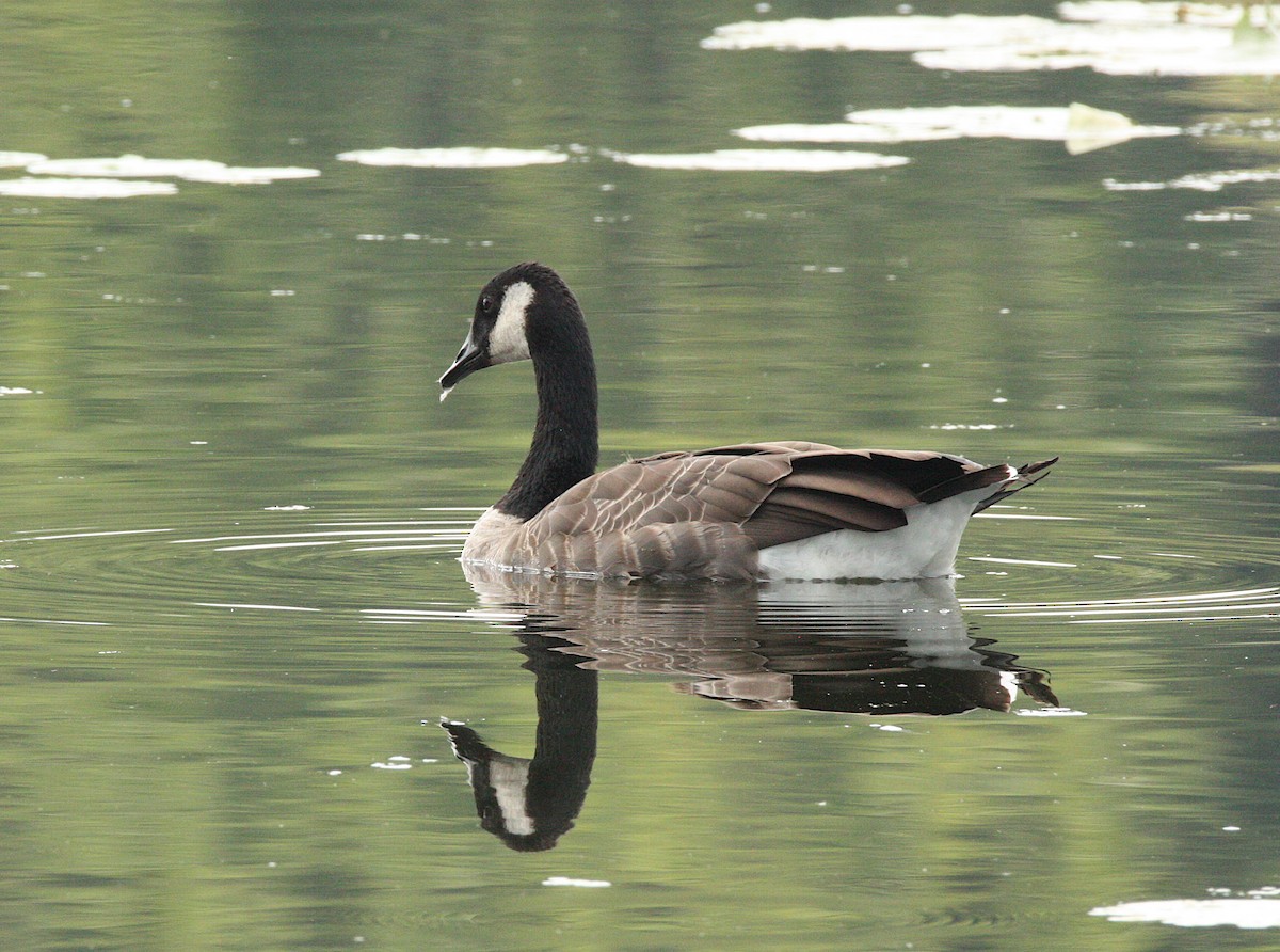 Canada Goose - Brian Tychie