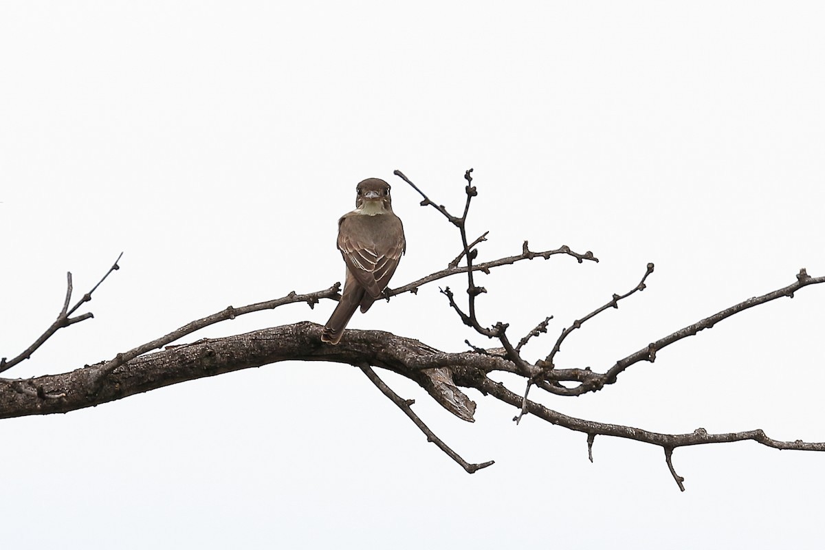 Olive-sided Flycatcher - Lawrence Haller