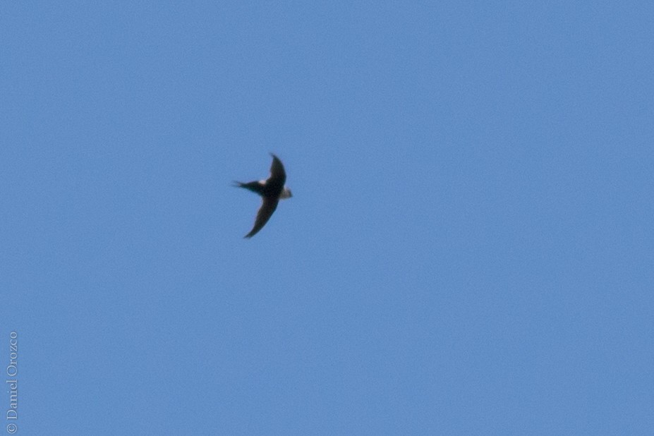 Lesser Swallow-tailed Swift - ML109985581