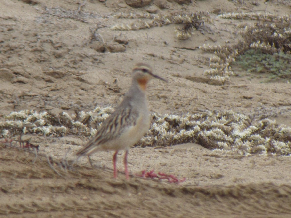 Tawny-throated Dotterel - ML109986341