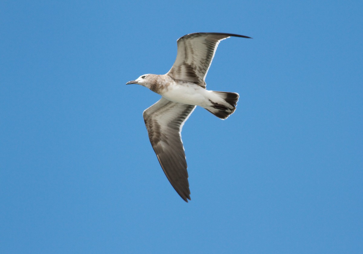 Mouette atricille - ML109986961