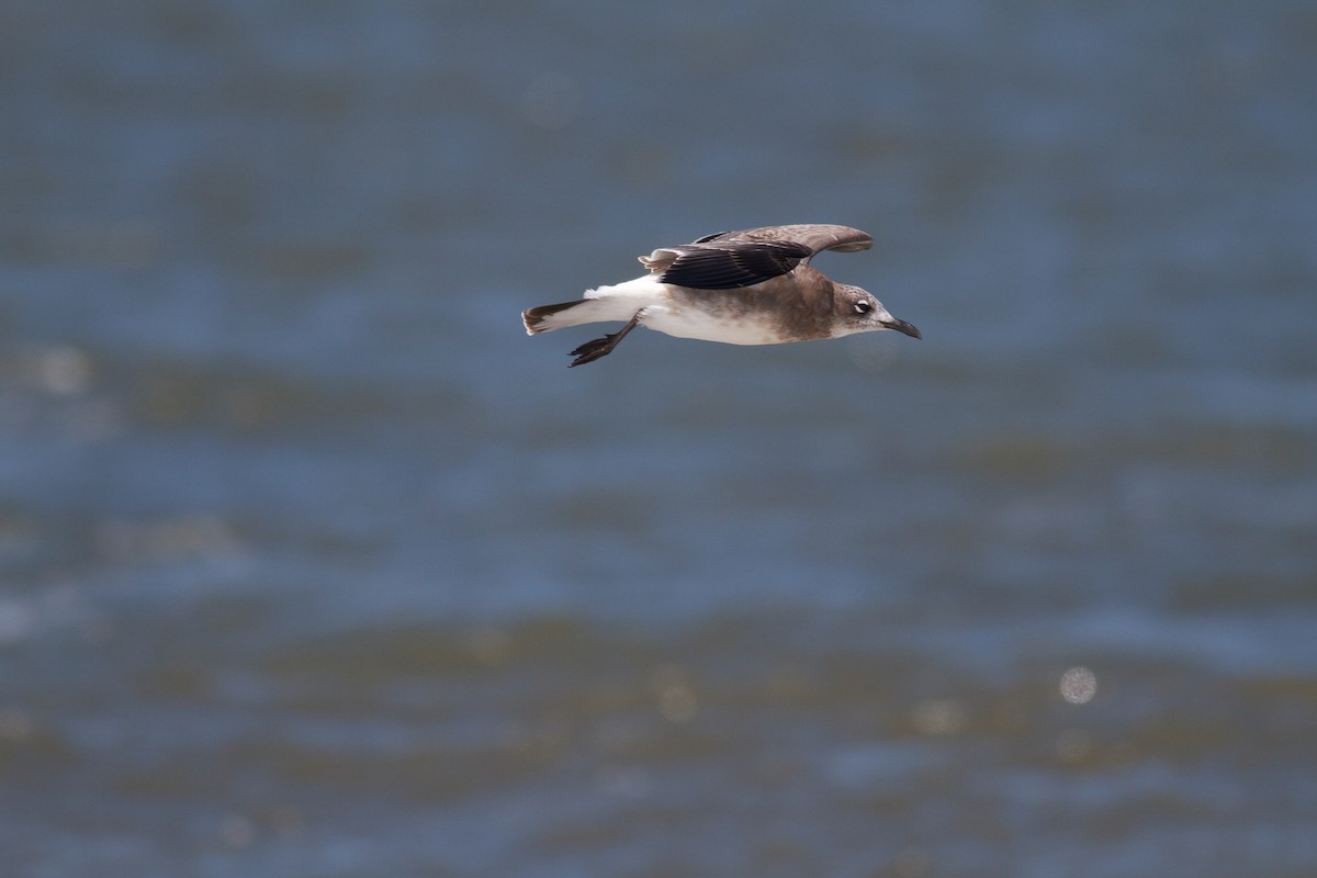 Mouette atricille - ML109986991