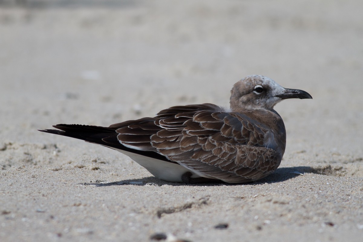 Gaviota Guanaguanare - ML109987041