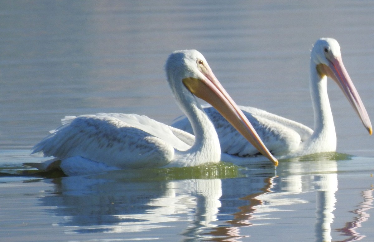 American White Pelican - ML109987161