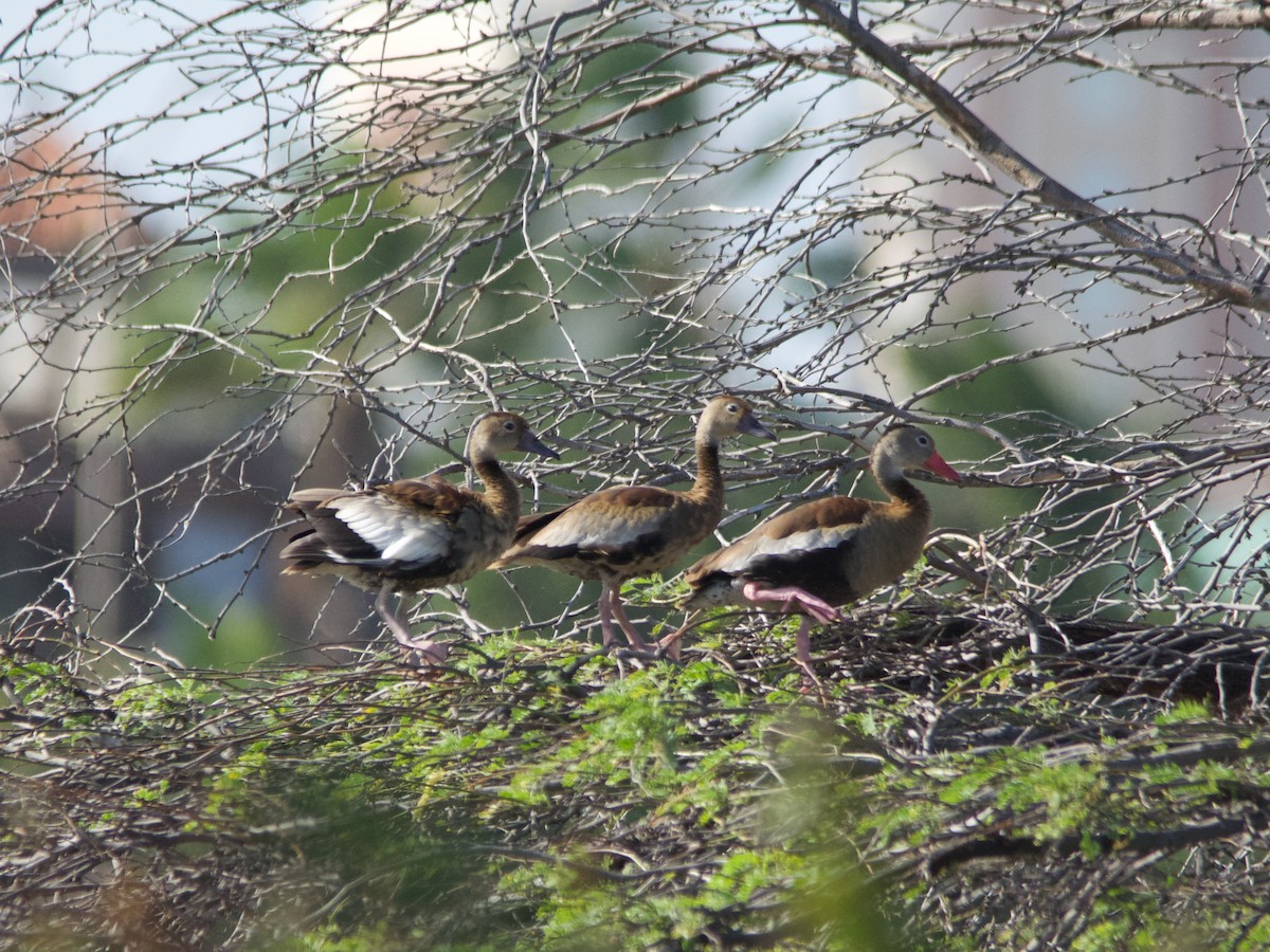 Black-bellied Whistling-Duck - Michael Tromp