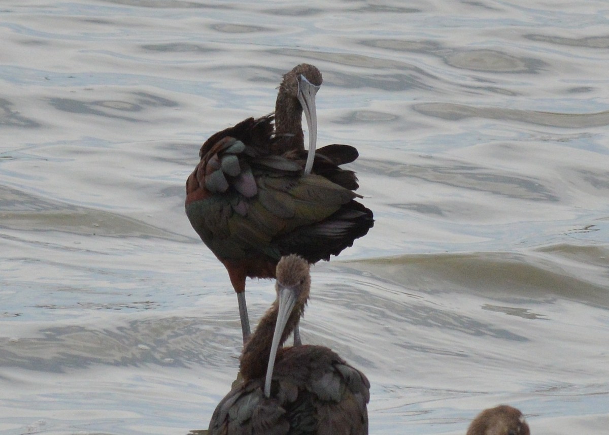 Glossy Ibis - ML109989171