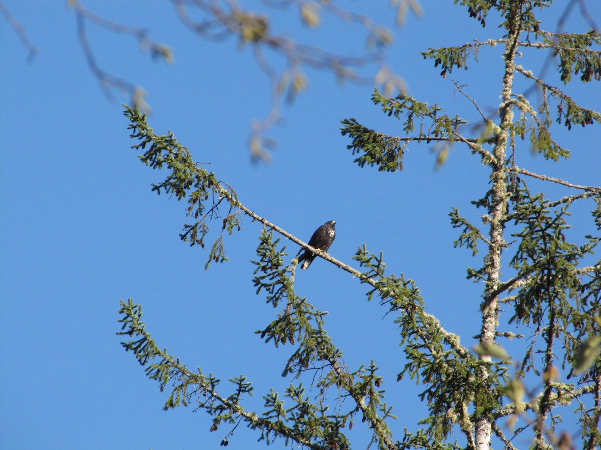 Zone-tailed Hawk - ML109990801