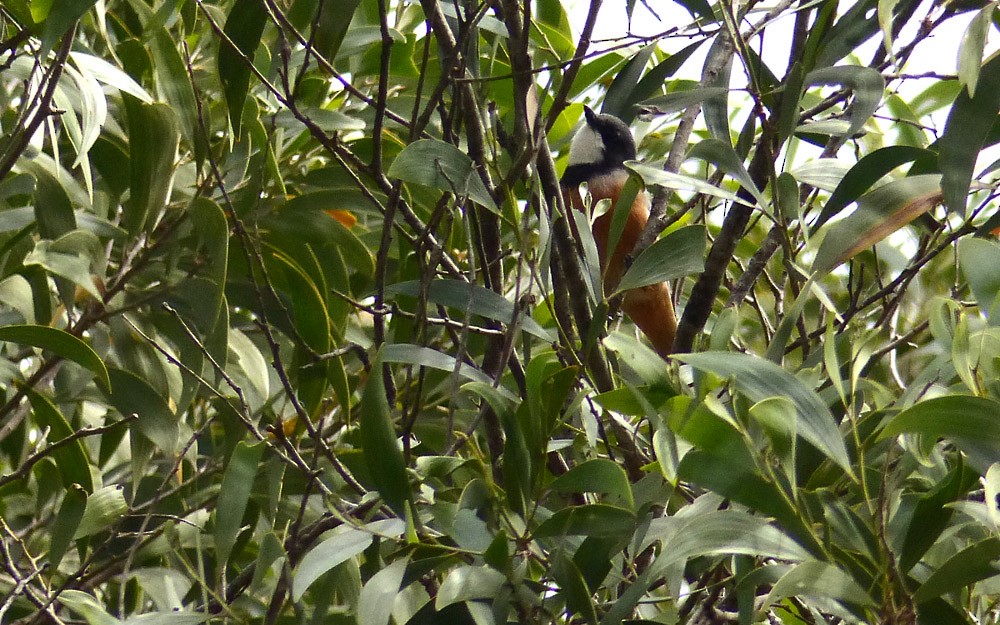 Rufous Whistler - ML109991011