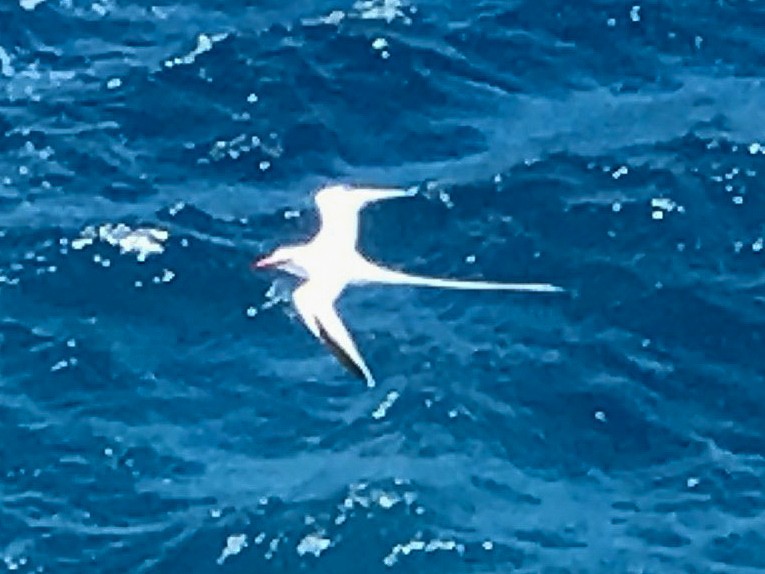 Red-billed Tropicbird - ML109991451