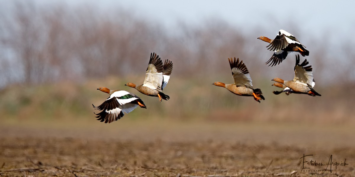 Ruddy-headed Goose - ML109992531