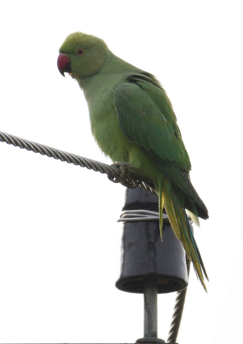 Rose-ringed Parakeet - ML109993791