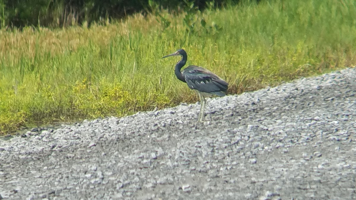 Tricolored Heron - ML109995361