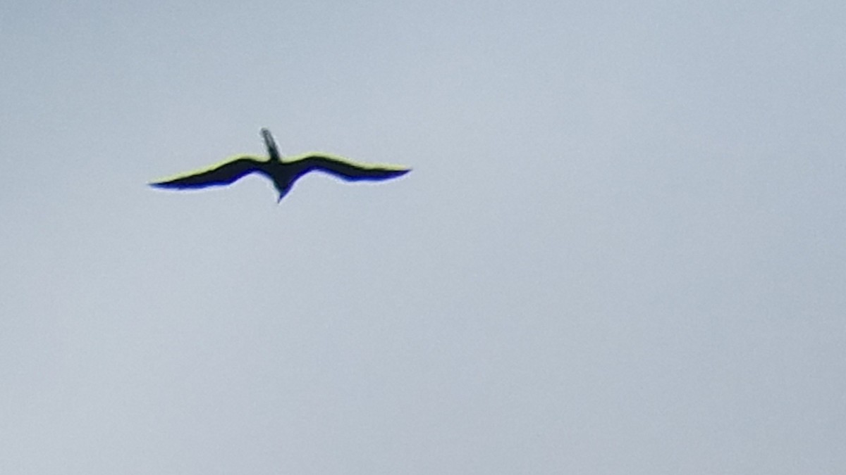 Magnificent Frigatebird - ML109995421