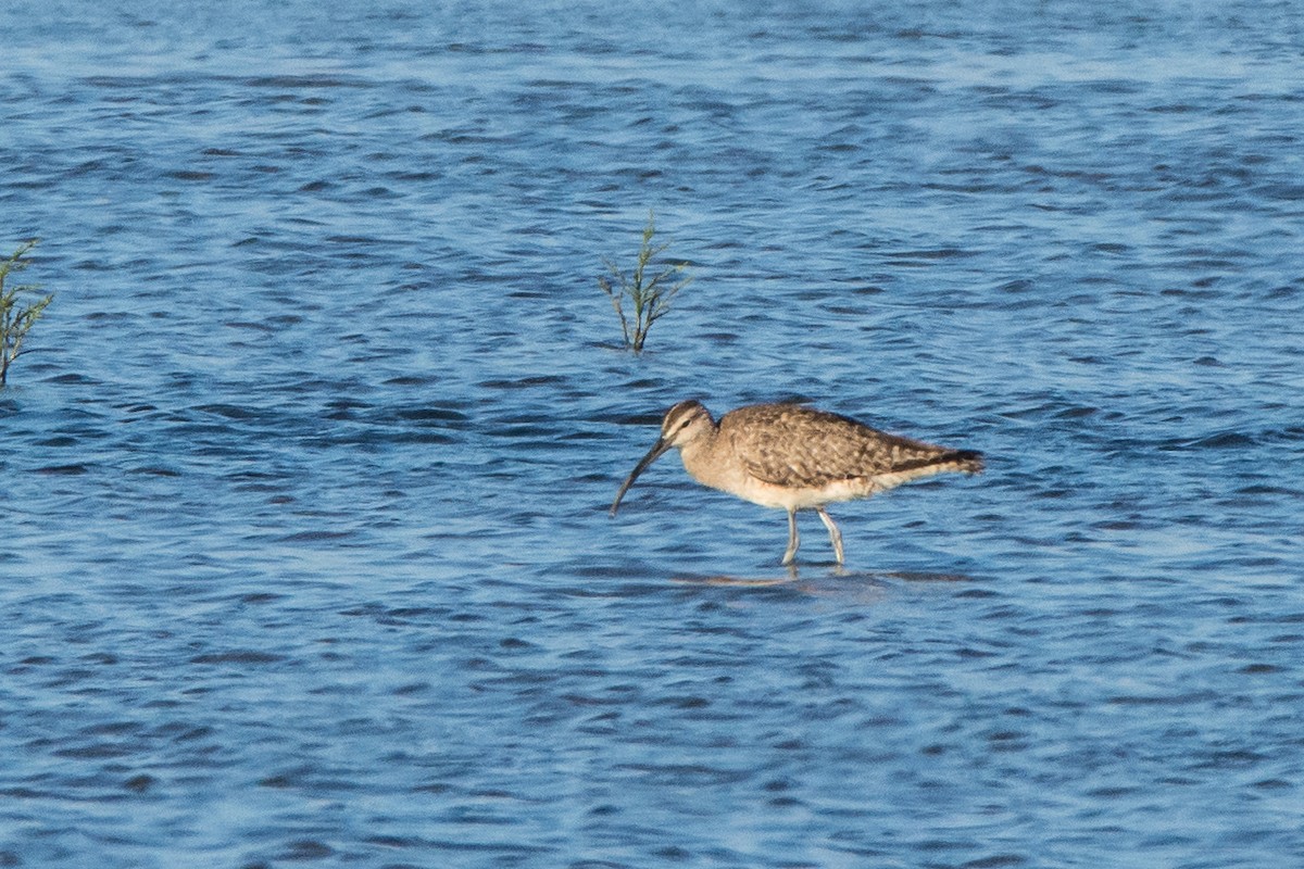 Whimbrel - ML109995901