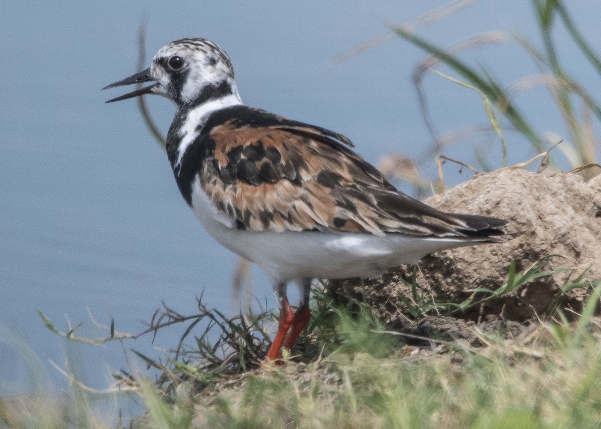 Ruddy Turnstone - Michael Linz