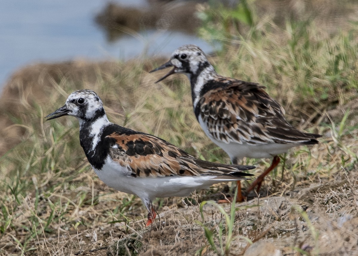 Ruddy Turnstone - Michael Linz