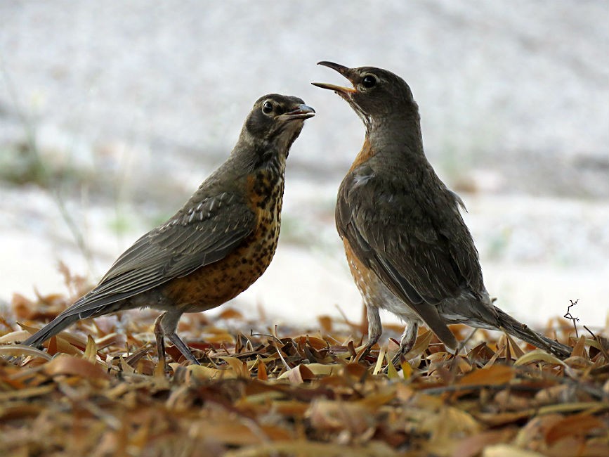 American Robin - Melissa Williams