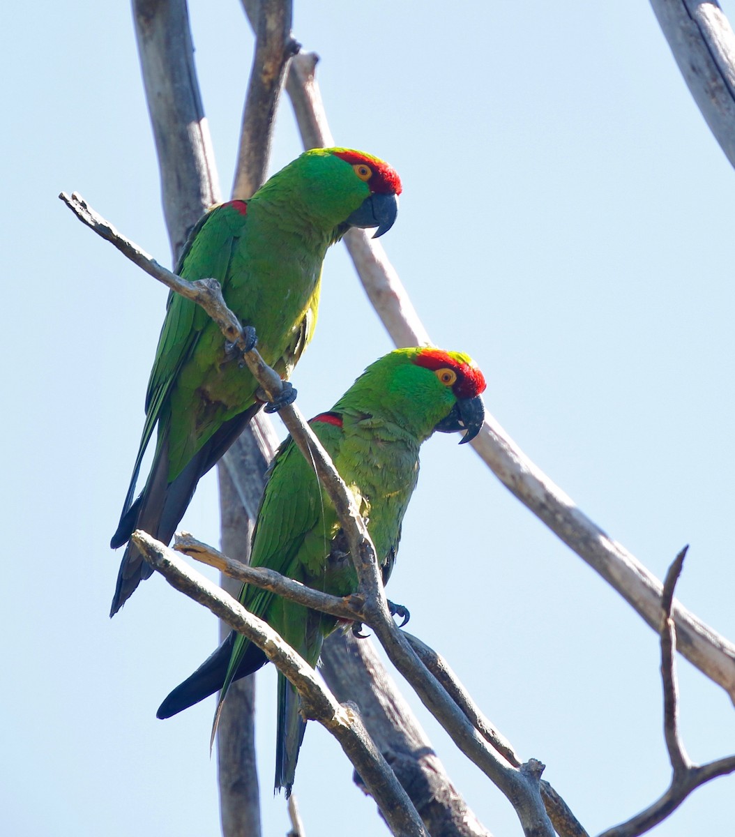 Thick-billed Parrot - ML109999291