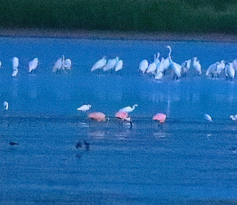 Roseate Spoonbill - ML109999641