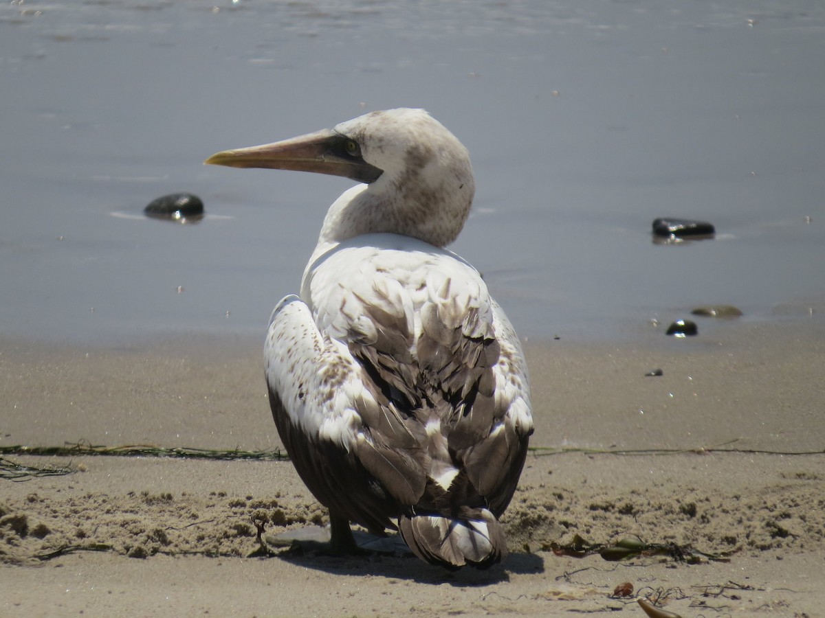 Nazca Booby - ML110000971