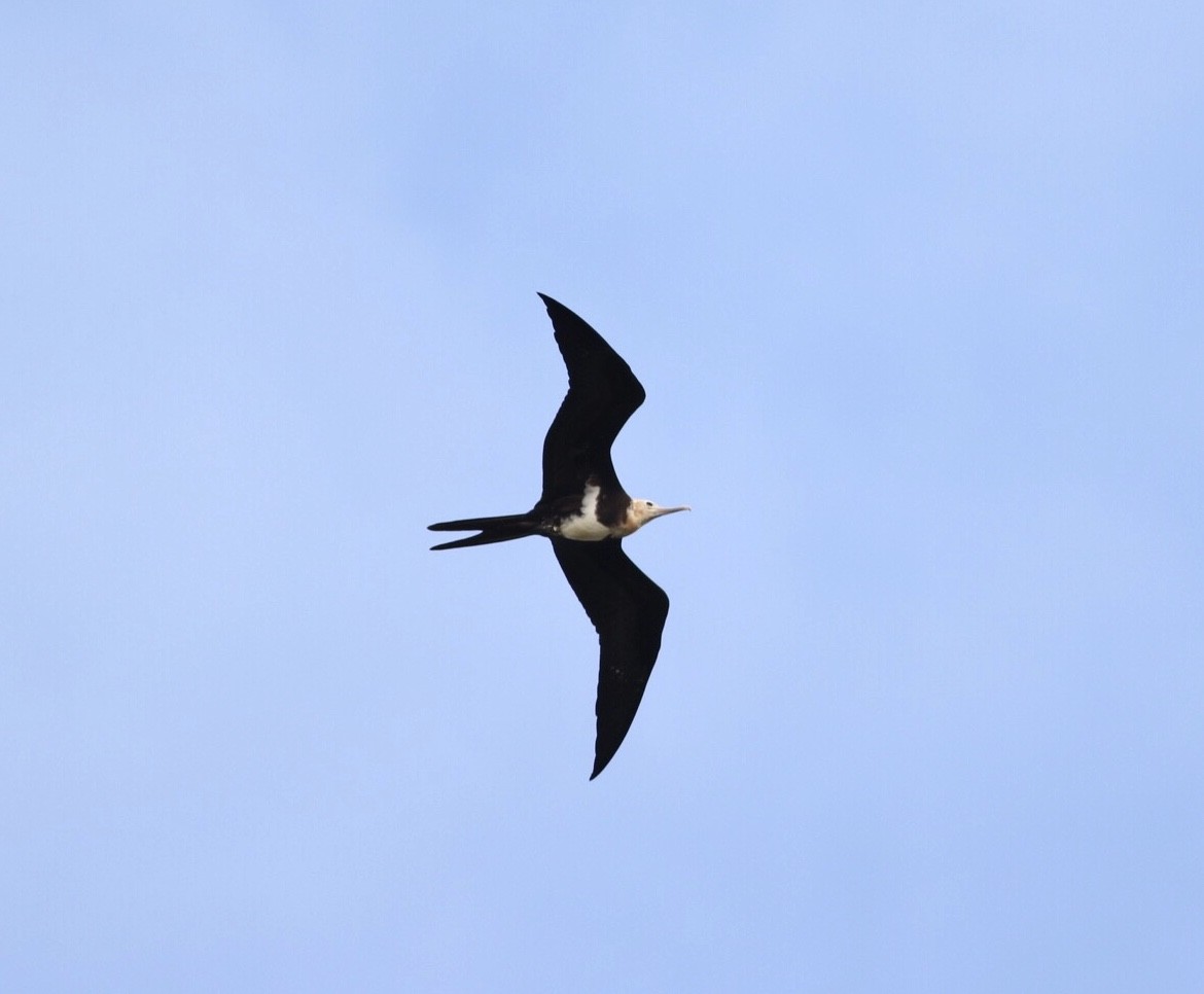 Lesser Frigatebird - ML110001001