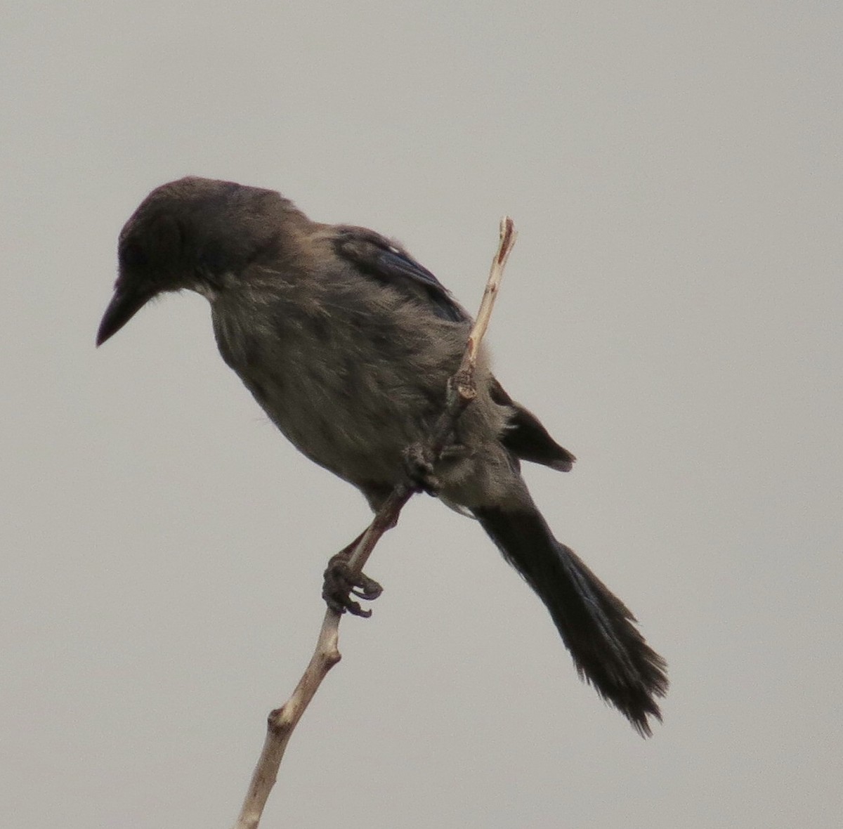 Woodhouse's Scrub-Jay - ML110002071