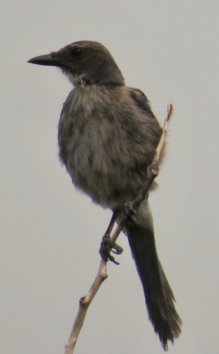 Woodhouse's Scrub-Jay - ML110002081