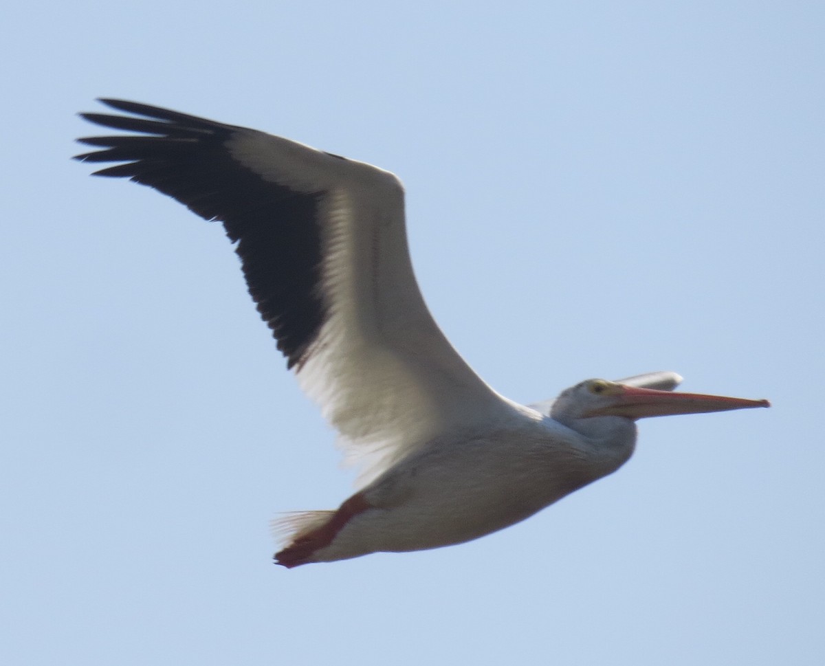 pelikán severoamerický - ML110002781