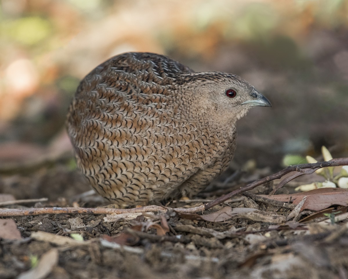 Brown Quail - ML110003081