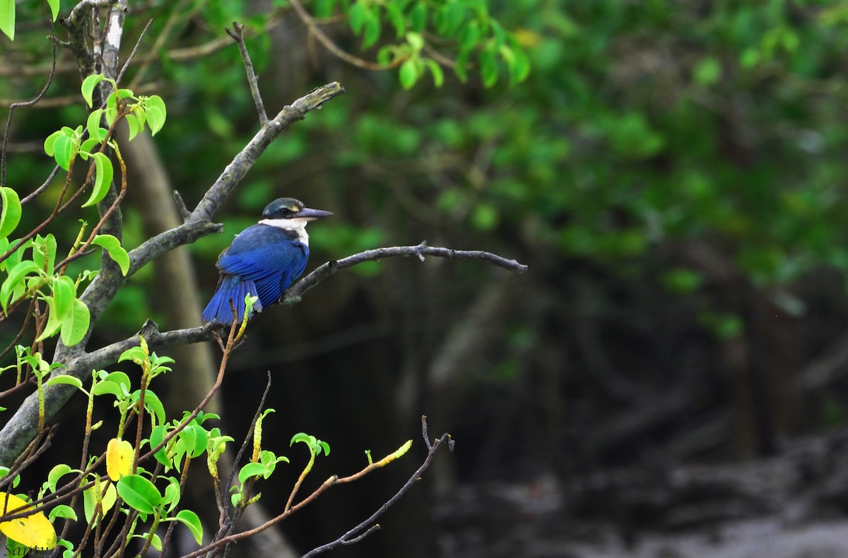 Collared Kingfisher - ML110004971