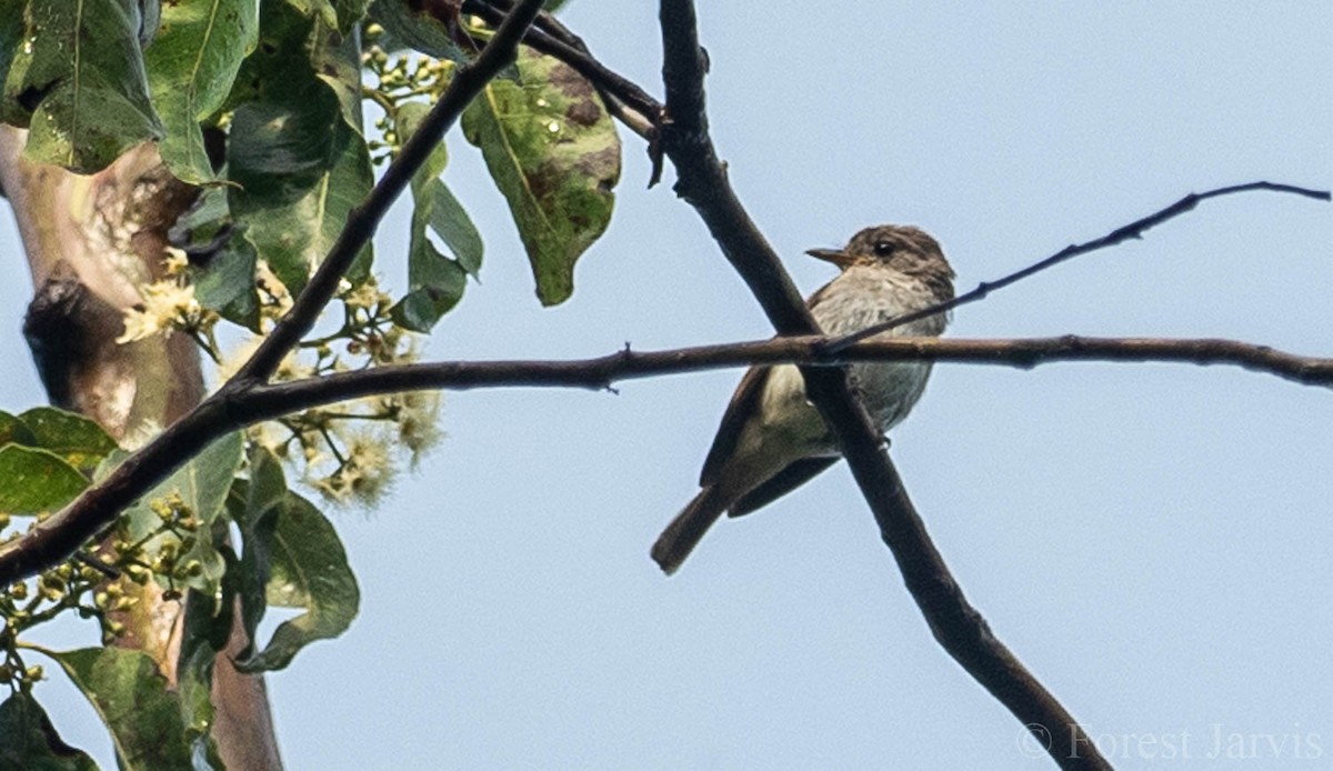 Asian Brown Flycatcher - Forest Botial-Jarvis