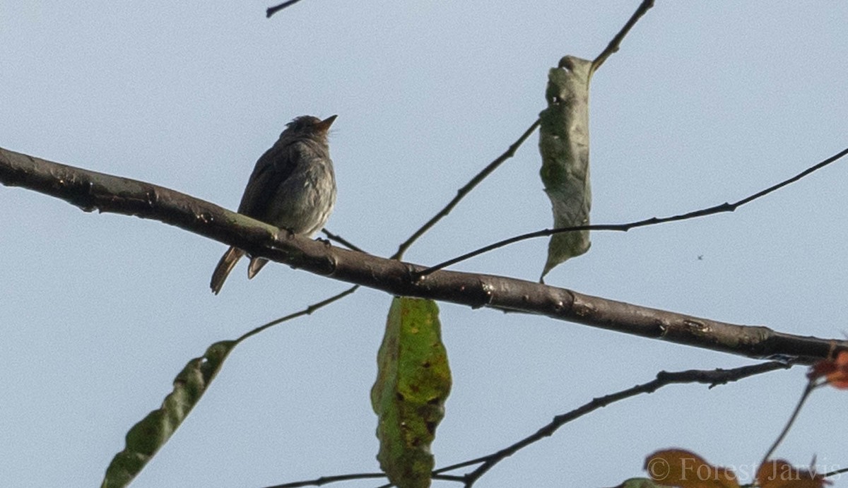 Asian Brown Flycatcher - Forest Botial-Jarvis