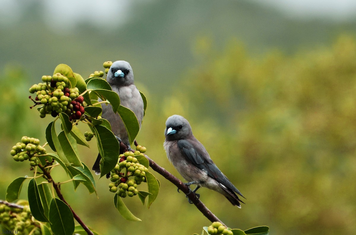 Ashy Woodswallow - ML110005441