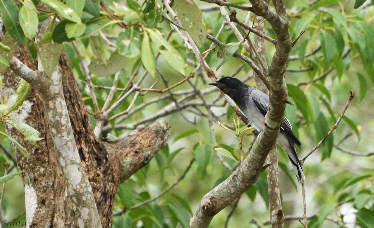 Black-headed Cuckooshrike - ML110005721