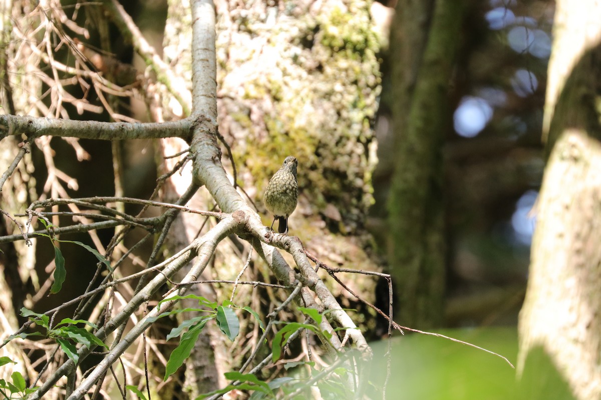 Collared Bush-Robin - ML110008331