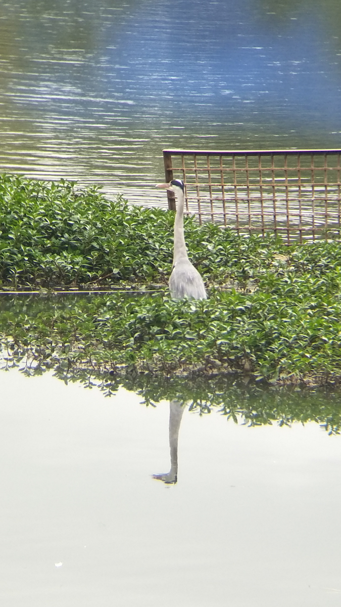 Gray Heron - ML110009021