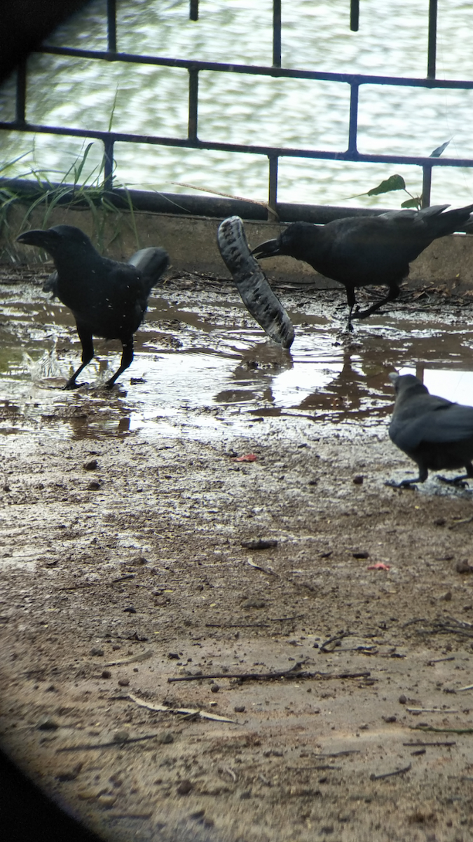 Large-billed Crow - Steffin Babu