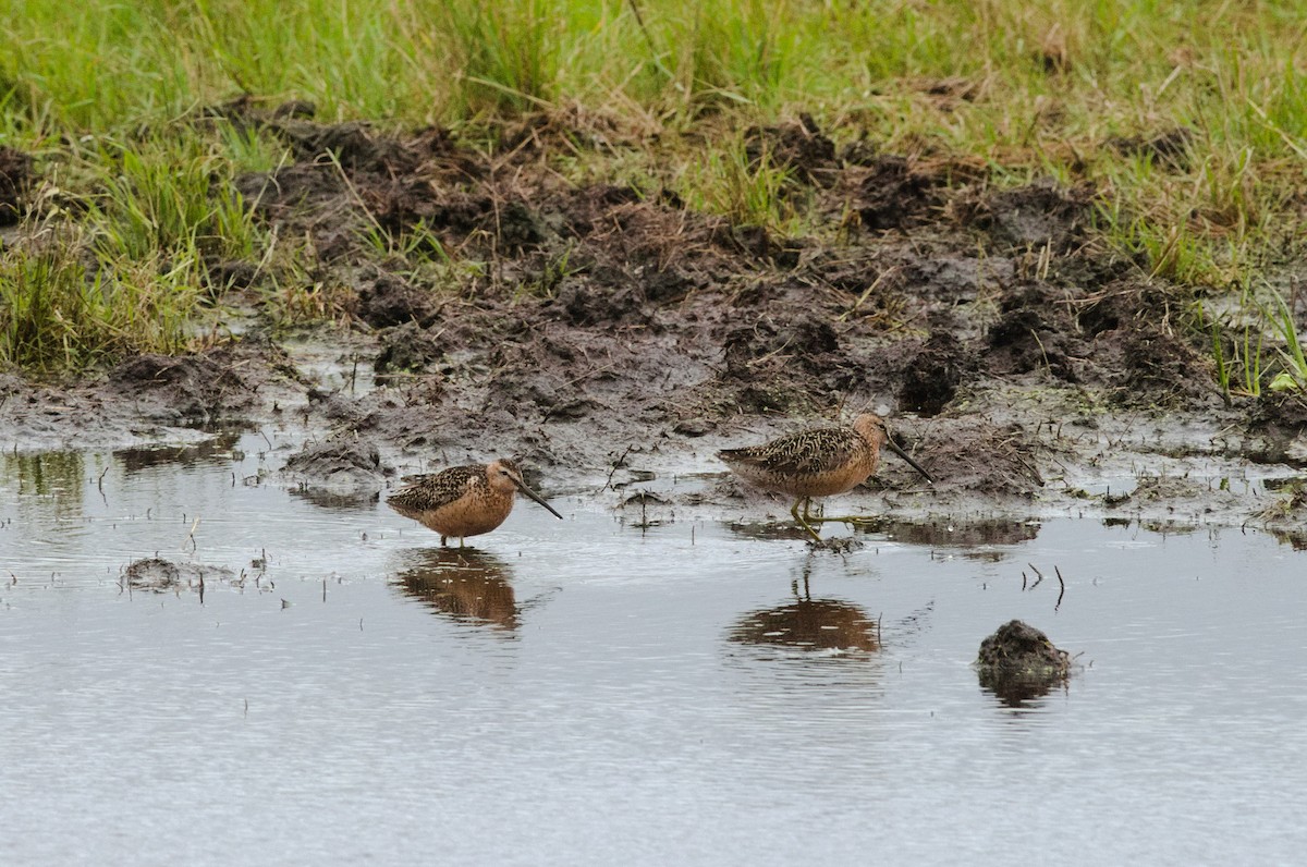 Short-billed Dowitcher - ML110009551