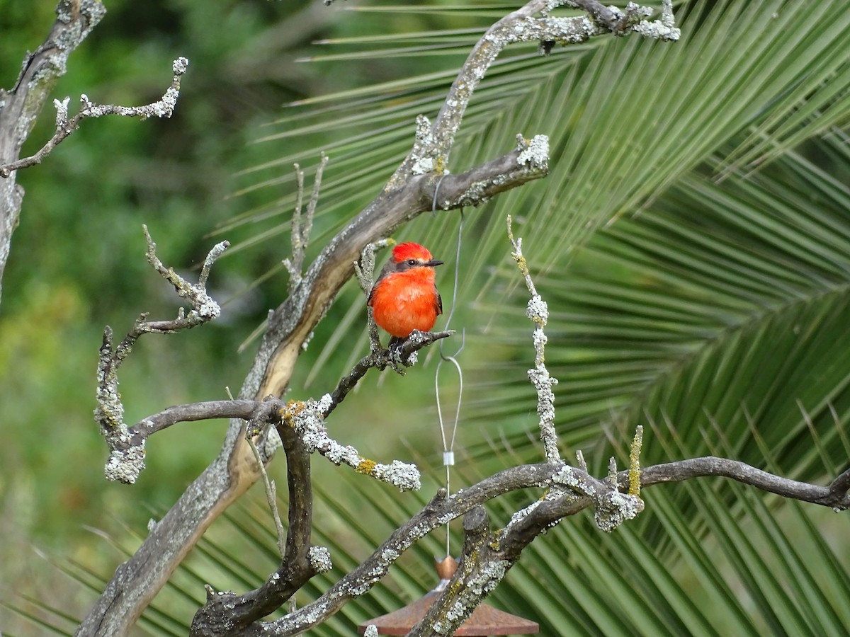 Vermilion Flycatcher - ML110011531