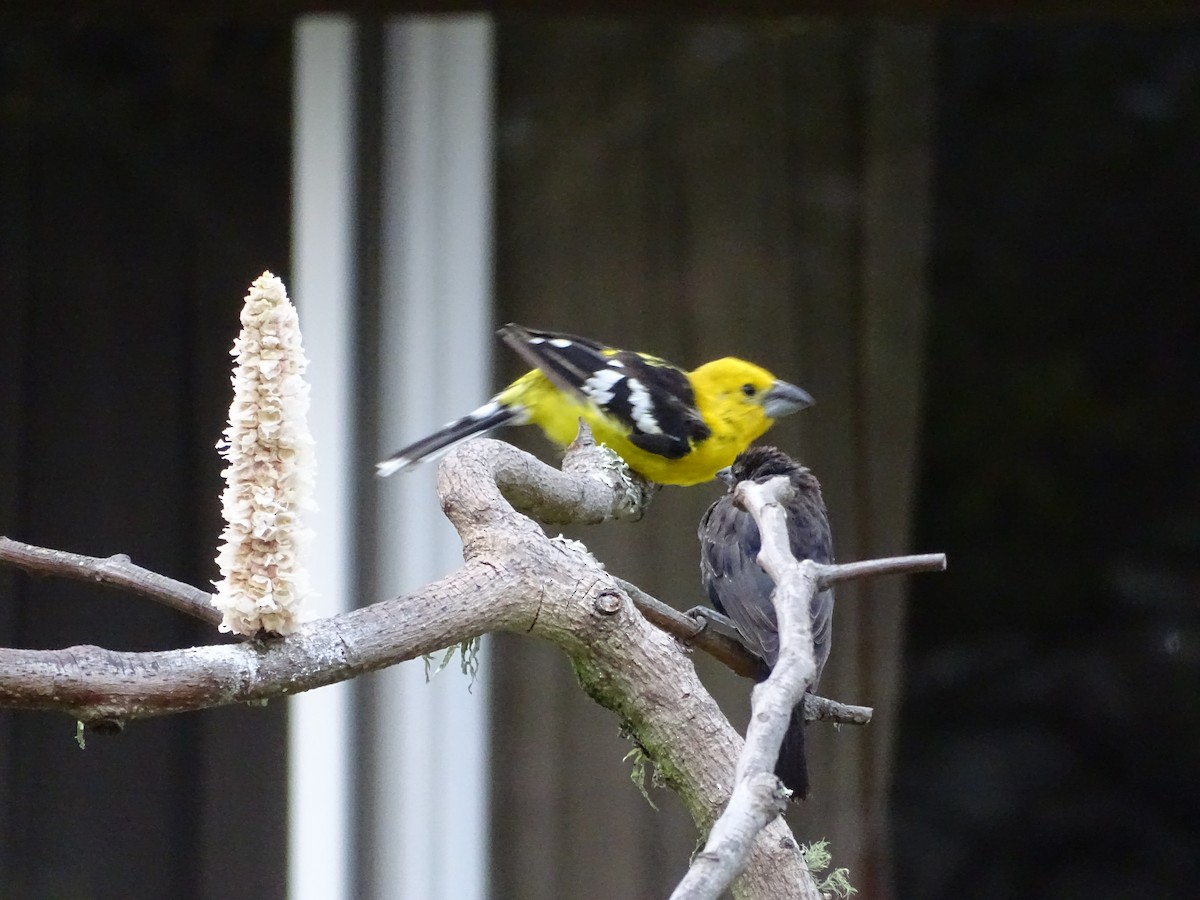 Golden Grosbeak - Thomas Turner