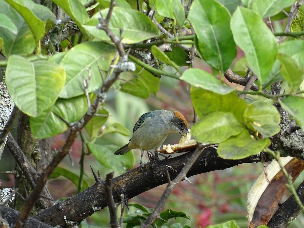 Scrub Tanager - Thomas Turner