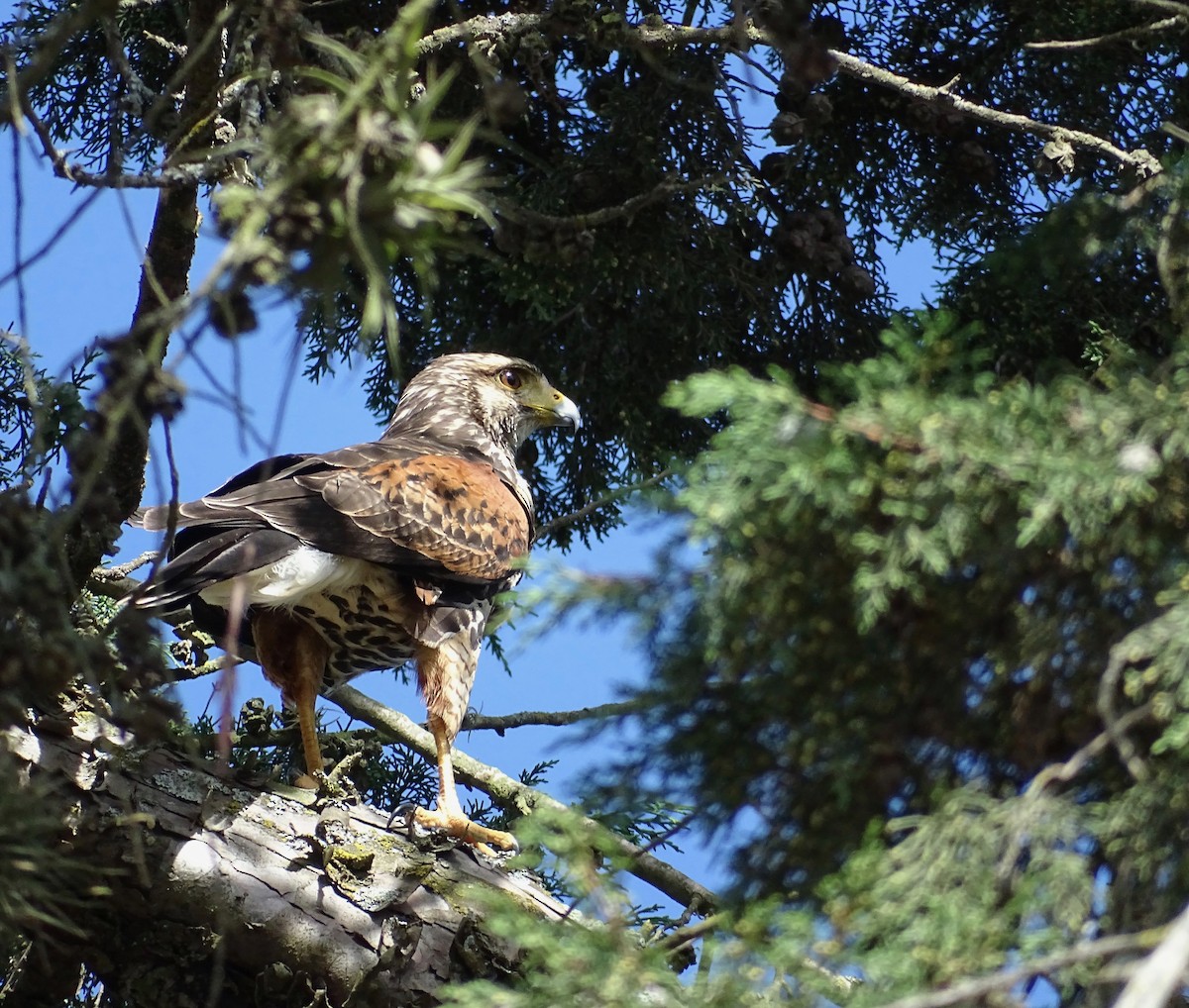 Harris's Hawk - ML110011591