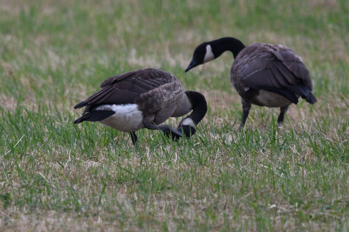 Canada Goose - George Ross