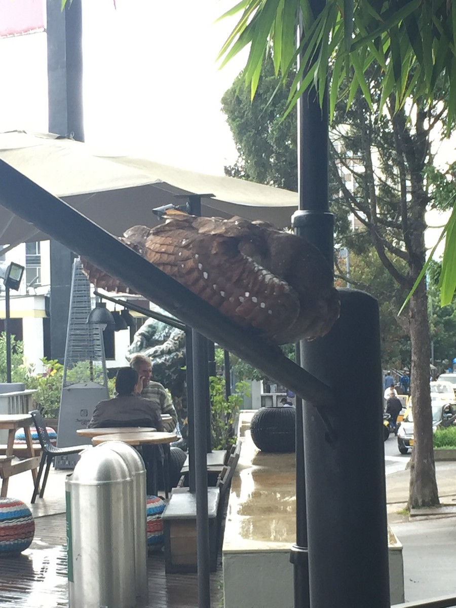 Oilbird - ML110015451