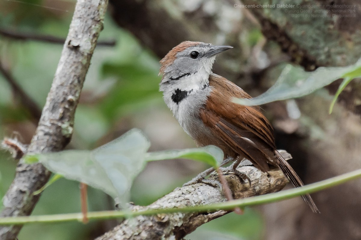 Crescent-chested Babbler - Natthaphat Chotjuckdikul