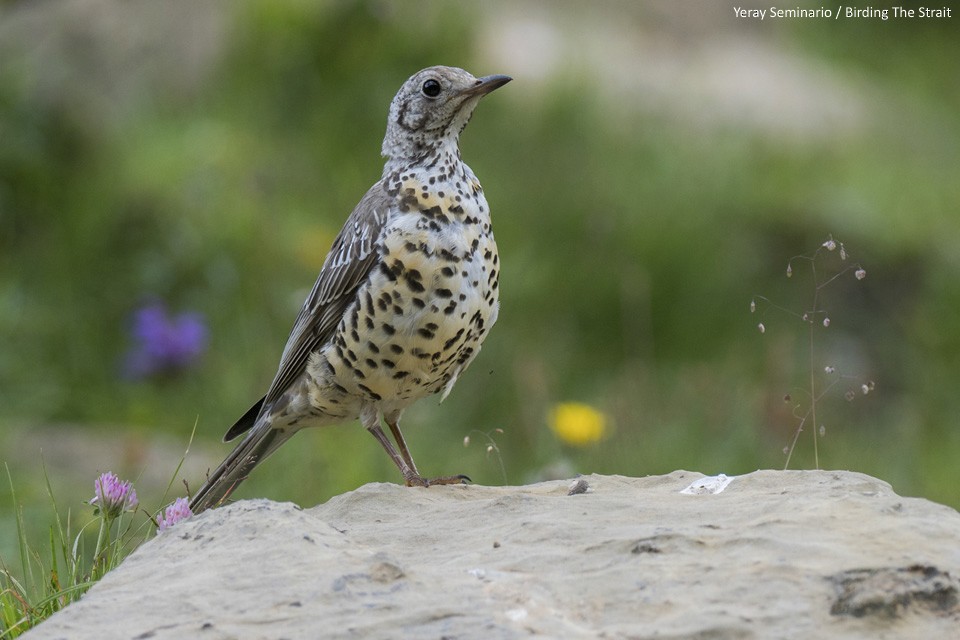 Mistle Thrush - ML110017781