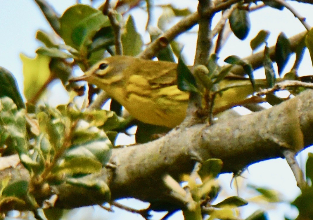 Prairie Warbler - ML110018411